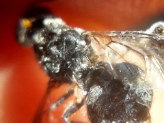 Cyphomyia wiedemanni
