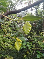 Epidendrum barbae