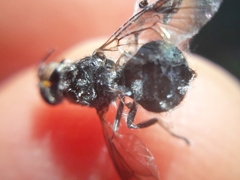 Cyphomyia wiedemanni