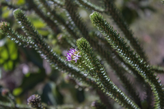 Lychnophora passerina