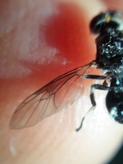 Cyphomyia wiedemanni