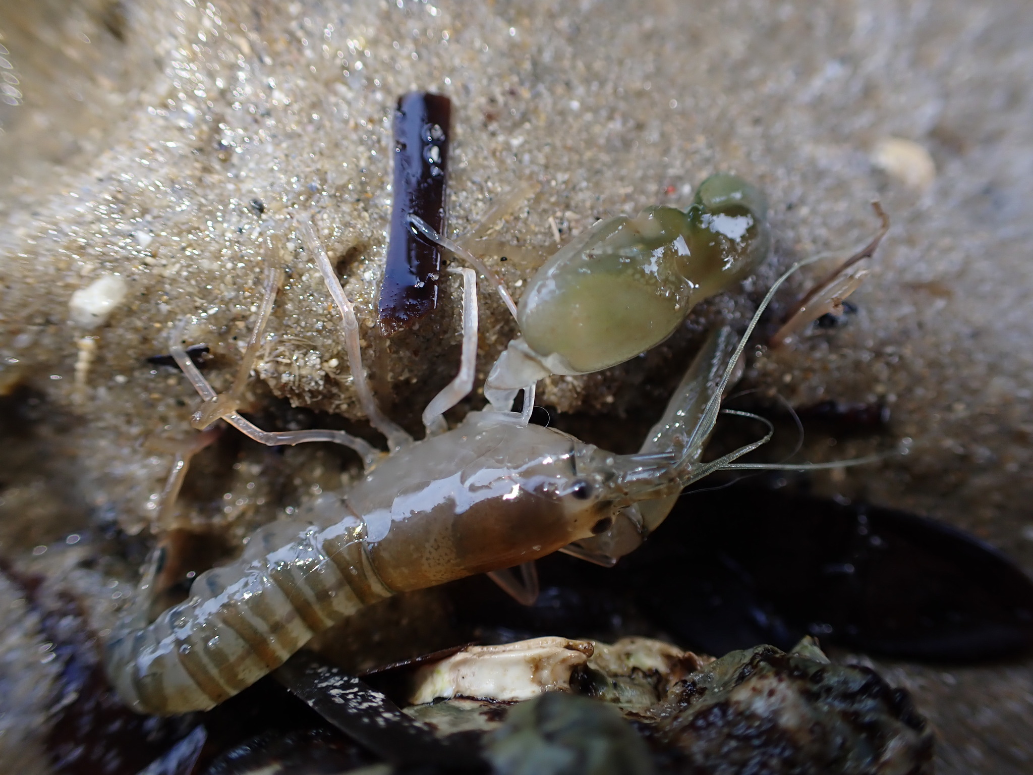 Richardson's Snapping Shrimp (Alpheus richardsoni) - Tomahawk, Tasmania