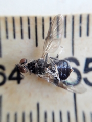 Cyphomyia wiedemanni
