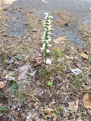 Spiranthes niklasii