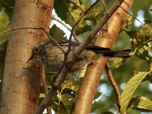 Yellow-rumped Warbler photographed in New York
