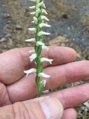 Spiranthes niklasii