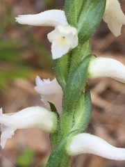Spiranthes niklasii
