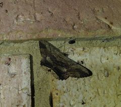 Ruttellerona pseudocessaria