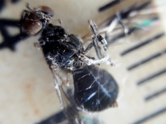 Cyphomyia wiedemanni
