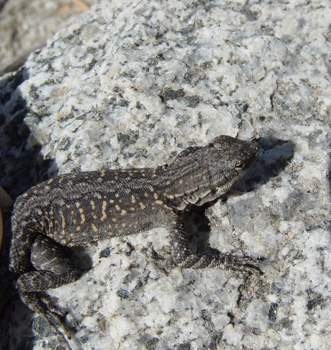 Baja California Brush Lizard, Urosaurus lahtelai