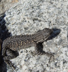 Urosaurus lahtelai