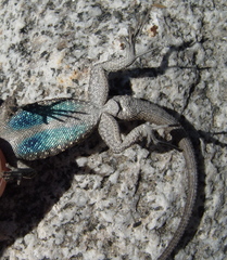 Urosaurus lahtelai