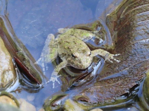 Blanchard's Cricket Frog, Illinois, US, photo 9 of 10