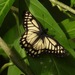 Mariposa Dardo Blanco Centroamericana - Photo (c) Grete Pasch, algunos derechos reservados (CC BY), subido por Grete Pasch