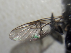 Cyphomyia wiedemanni
