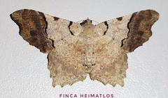 Macaria approximaria