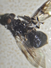Cyphomyia wiedemanni