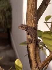 Sceloporus grammicus