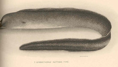 Nutting's Moray photo 2