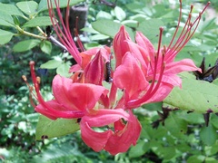 Rhododendron prunifolium