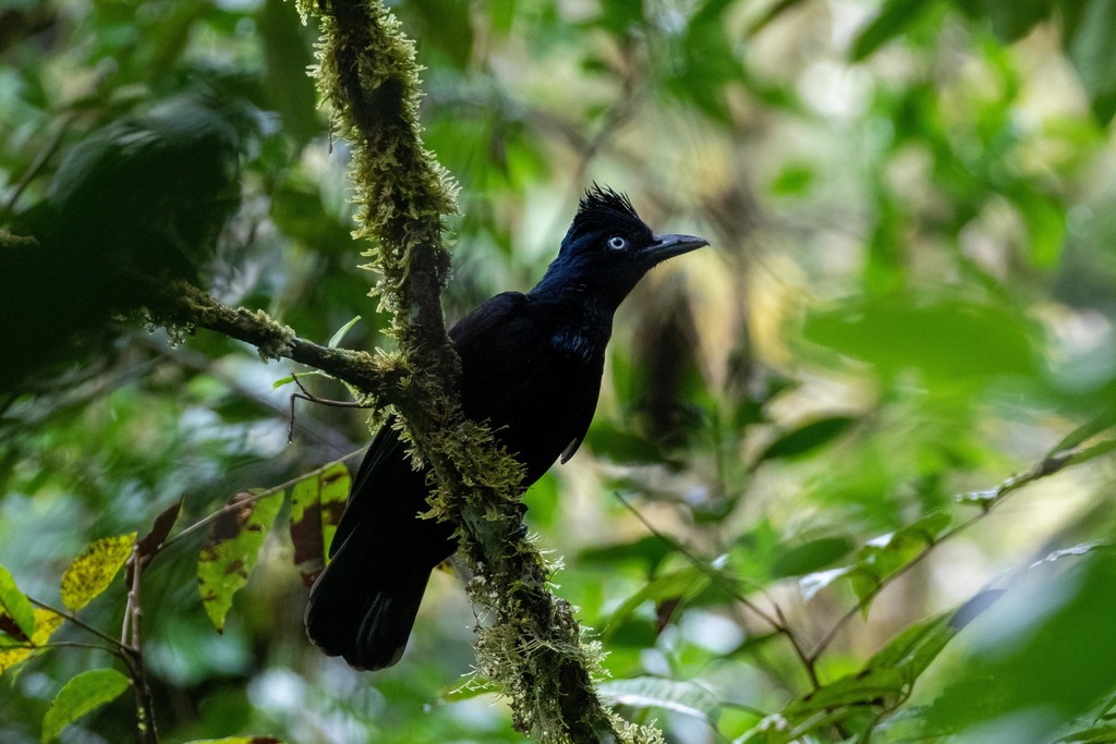 Amazonian Umbrellabird