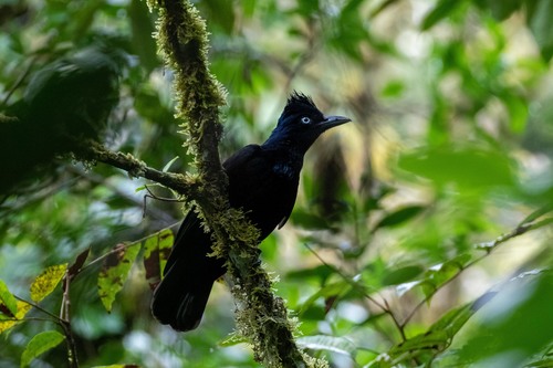 Amazonian Umbrellabird