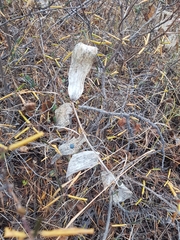 Polygonatum odoratum