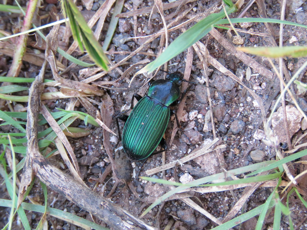Euchroa