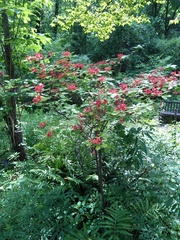 Rhododendron prunifolium