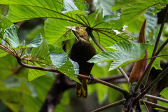 Psarocolius atrovirens