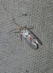 Enaemia atrolinea