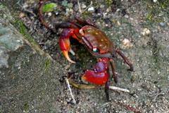 Chiromantes haematocheir