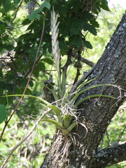Tillandsia achyrostachys