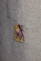 Chamaeclea basiochrea