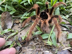 Megaphobema robustum