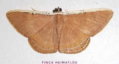 Palyas micacearia