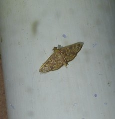 Trigonobela perfenestrata