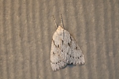 Philedia punctomacularia