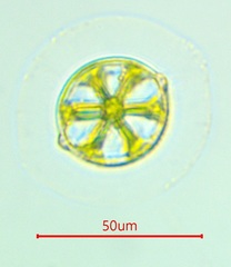 Desmidium