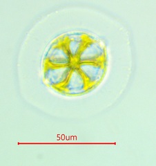 Desmidium