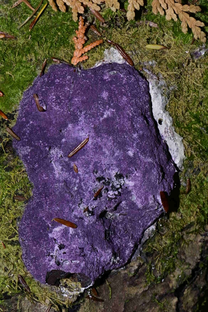 Nectriopsis