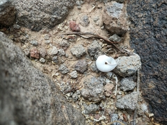 Sonorella allynsmithi
