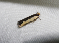 Ardozyga catarrhacta