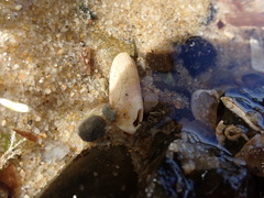 Macroschisma tasmaniae