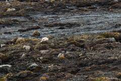 Lagopus muta hyperborea