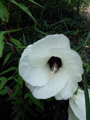 Hibiscus dasycalyx