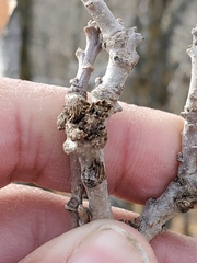 Andricus quercusfrondosus