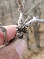 Andricus quercusfrondosus