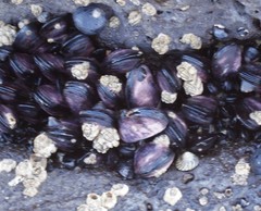 Chthamalus antennatus