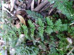 Cheilanthes chusana